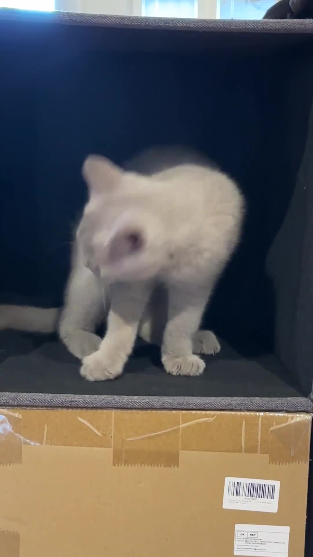 British Shorthair cats for sale: BSH kitten - Young lilac male - Available now. - Video 2
