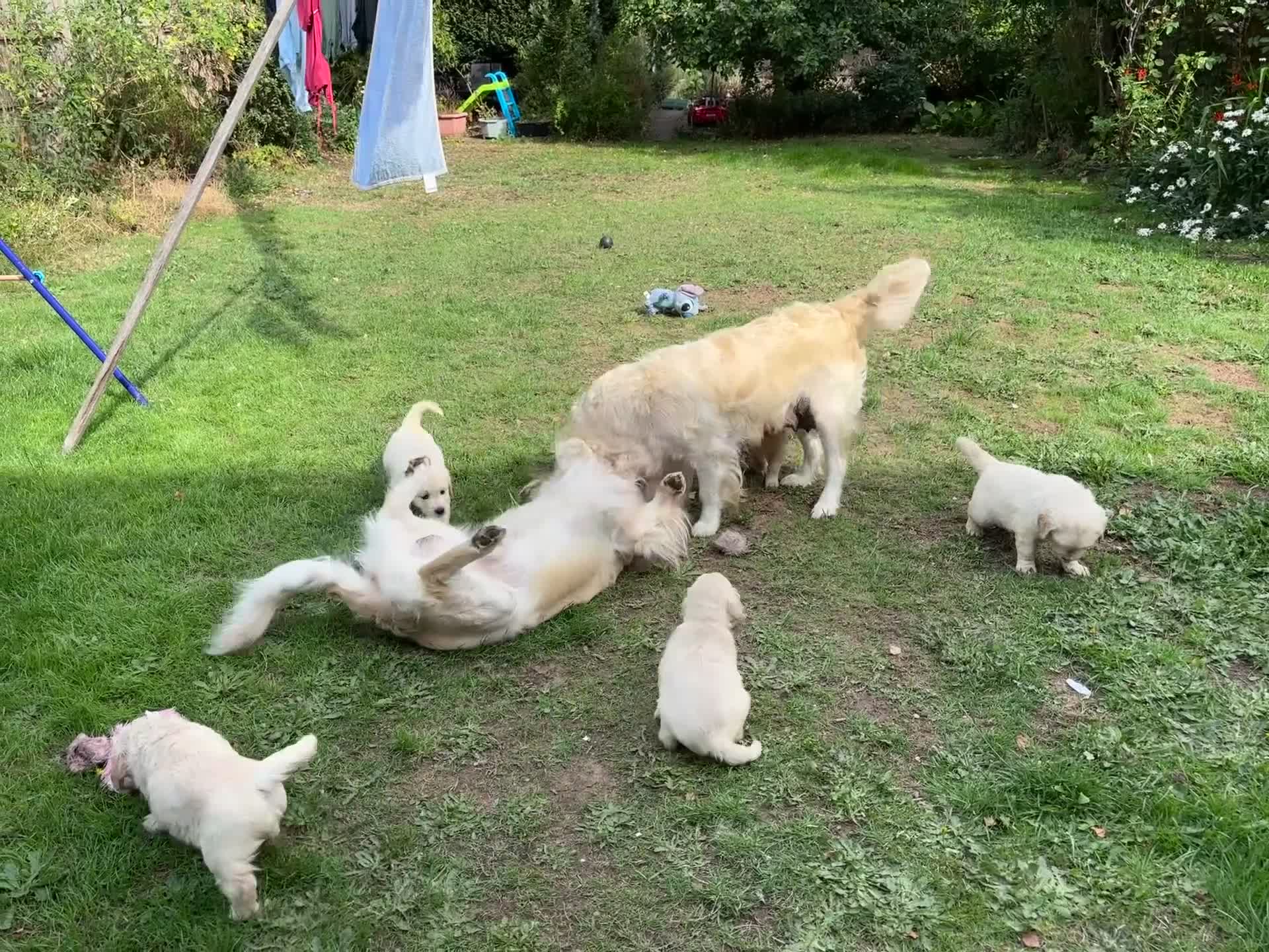 Golden Retriever dogs for sale: Two female Golden Retriever puppies left - Video 1
