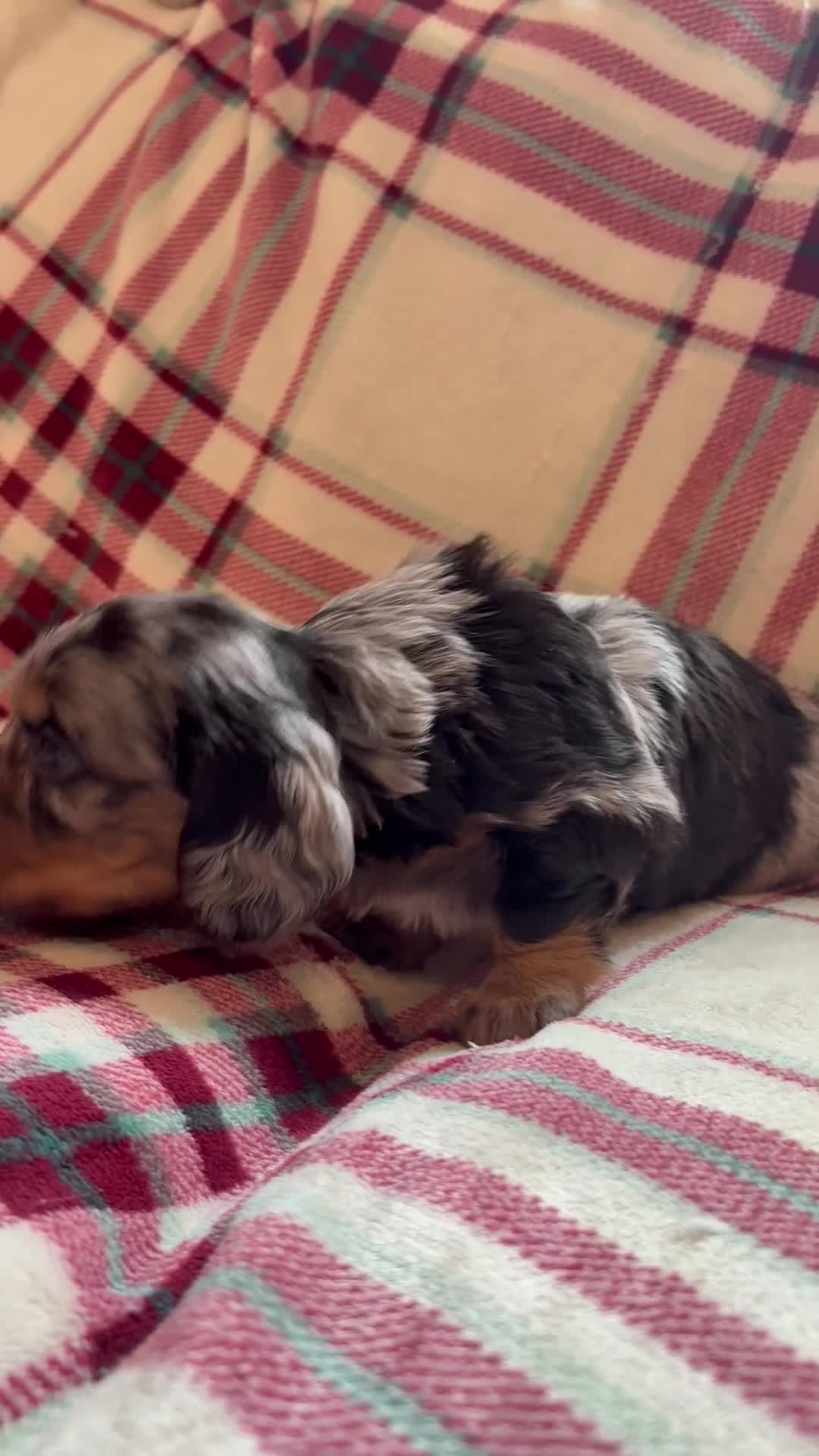 Dachshund dogs for sale: Quality Dachunds - Video 2