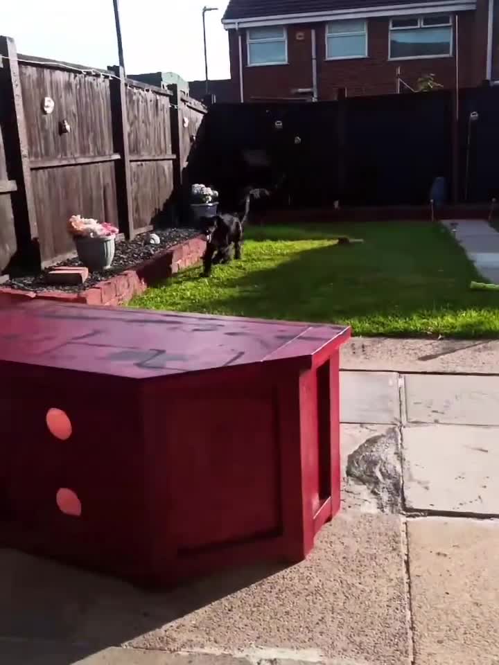 Cocker Spaniel dogs for sale: Cocker spanial  in Bootle - Video 1