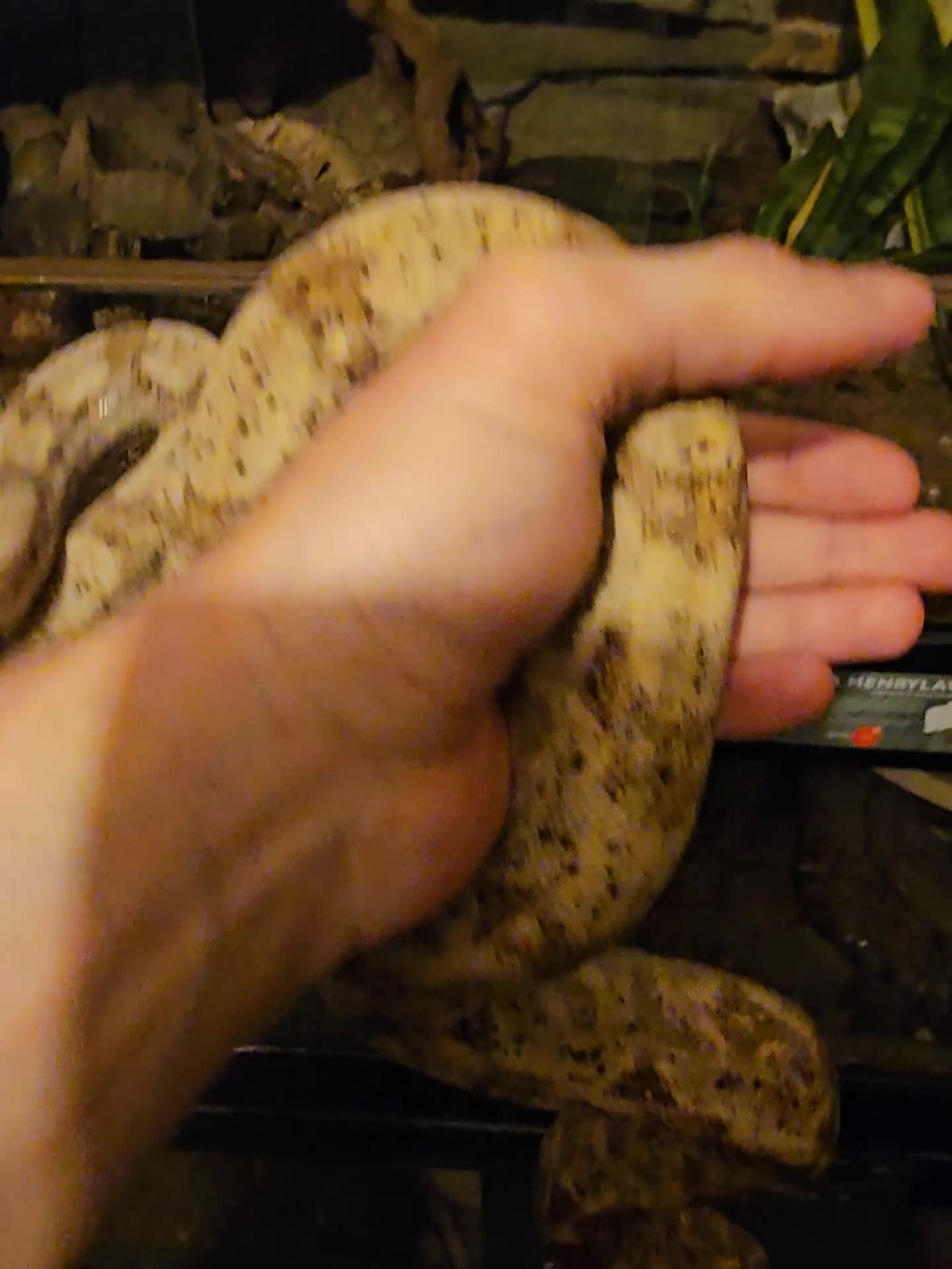 Boa Snake reptiles for sale: 2-Year-Old Female Pure Hog Island Boa - Video 1
