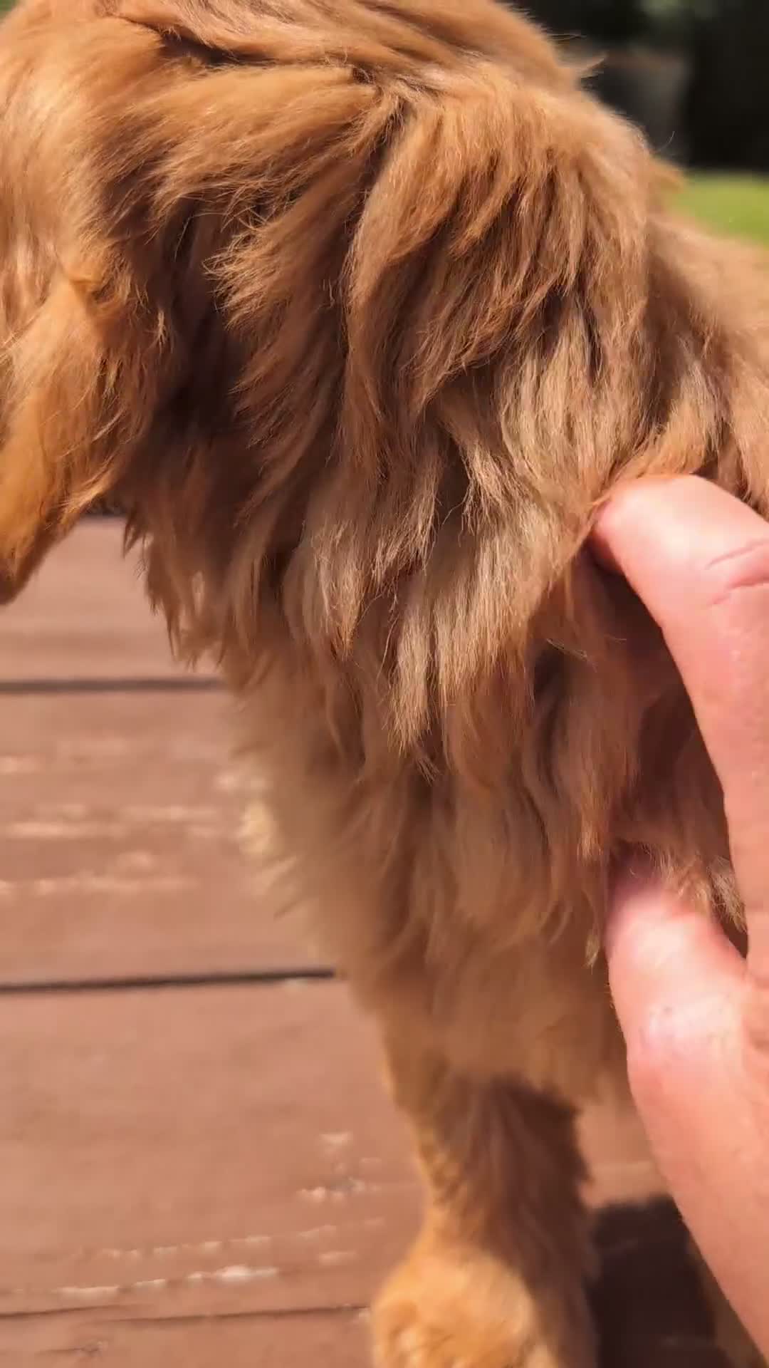 Cockapoo dogs for sale: Quality F1 Cockapoo puppies, Health tested parents - Video 3