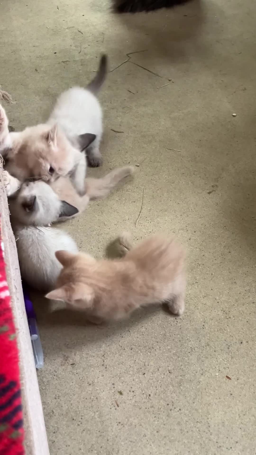 Mixed Breed cats for sale: Gorgeous ragdoll cross kittens  - Video 2