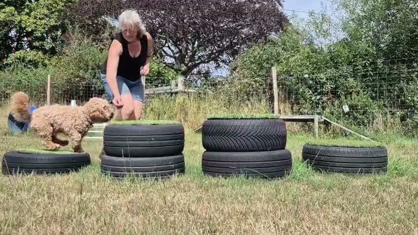 Cavapoochon dogs for sale: Ralph - 6 year old cavapoochon who loves attention in Sandbach - Video 1