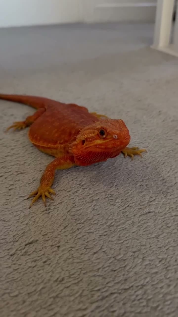Bearded Dragon reptiles for sale: Red monster bearded dragon  - Video 2