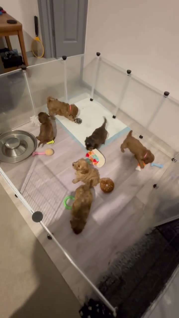 Cockapoo dogs for sale: FINAL 2! F2 Toy cockapoo -1 boy & 1 Girl - Video 2