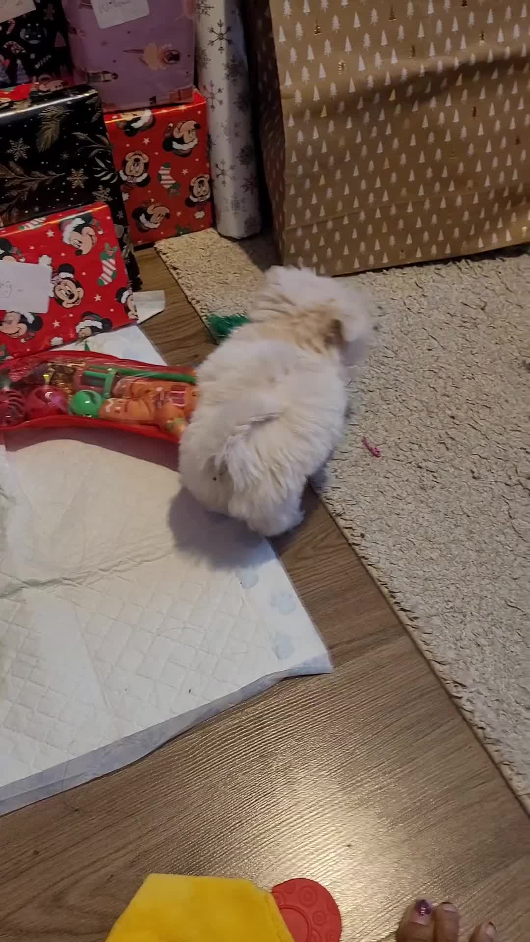 Shih Tzu dogs for sale: Super tiny weight 2lbs Imperial ShihTzu boy - Video 1