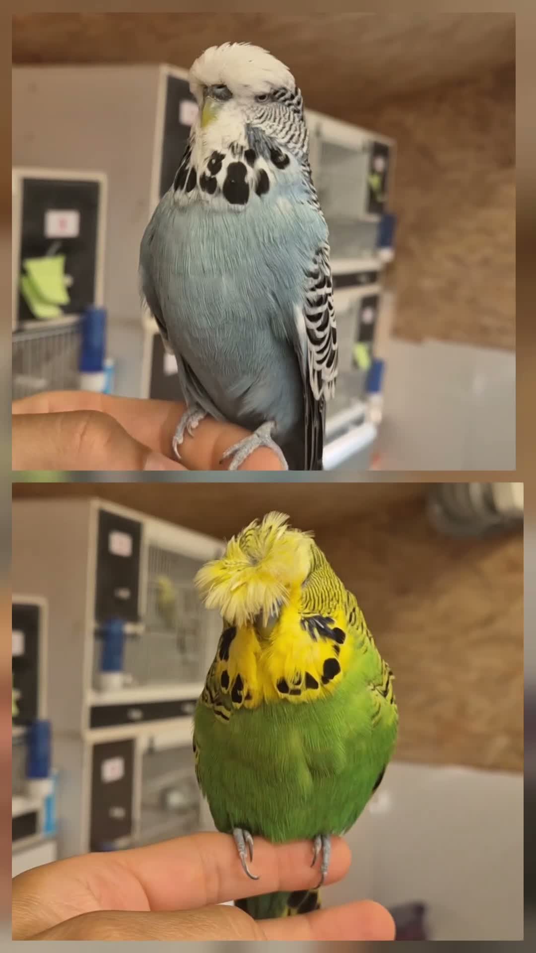 Budgerigars birds for sale: available Pet, breeding or tamed - Video 1