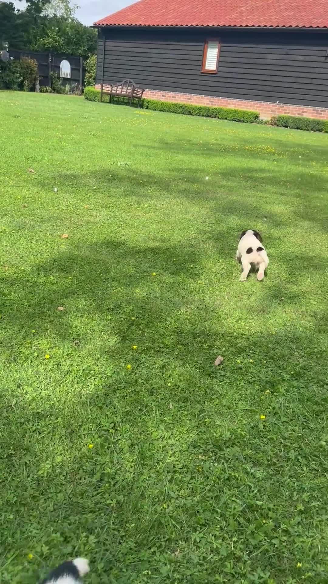 English Springer Spaniel dogs for sale: KC springer spaniels 1 male left ready to go  - Video 3