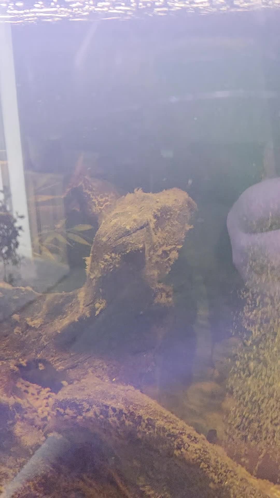 Pufferfish fish for sale: Topax puffer fish  - Video 1