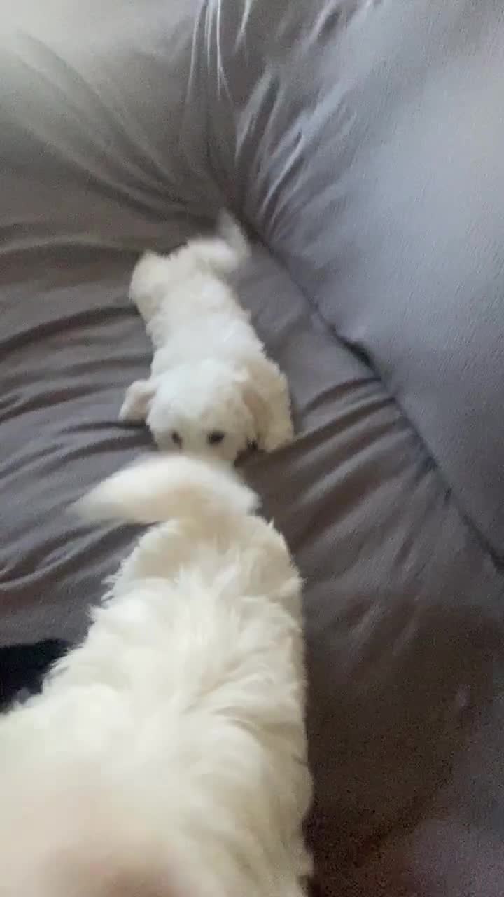 Maltese dogs for sale: Purebred Maltese Puppies Ready Now! - Video 3