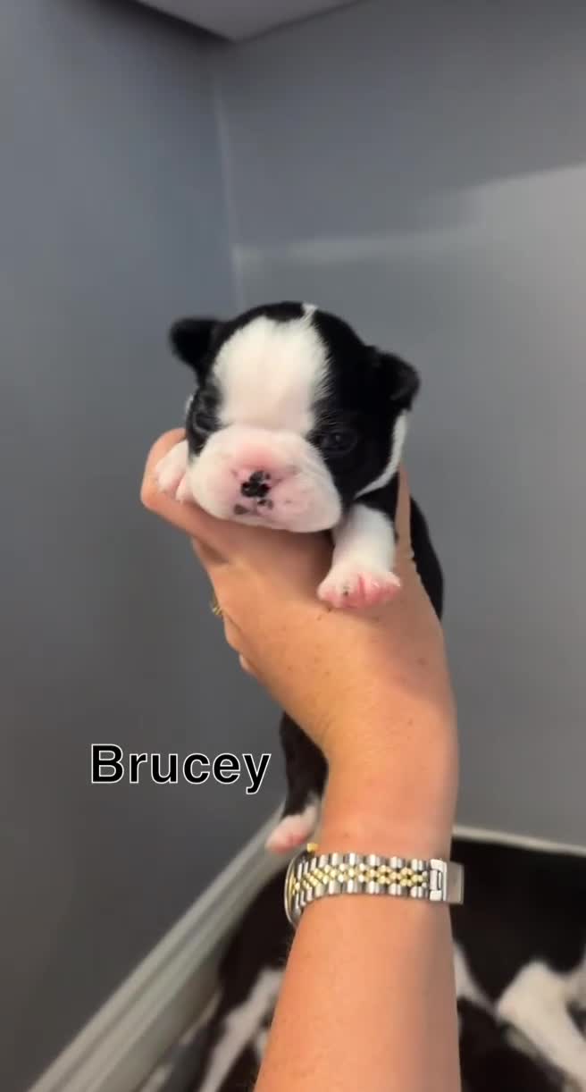 Boston Terrier dogs for sale: WILDAX Boston Terrier pups (2 girls left!) - Video 2