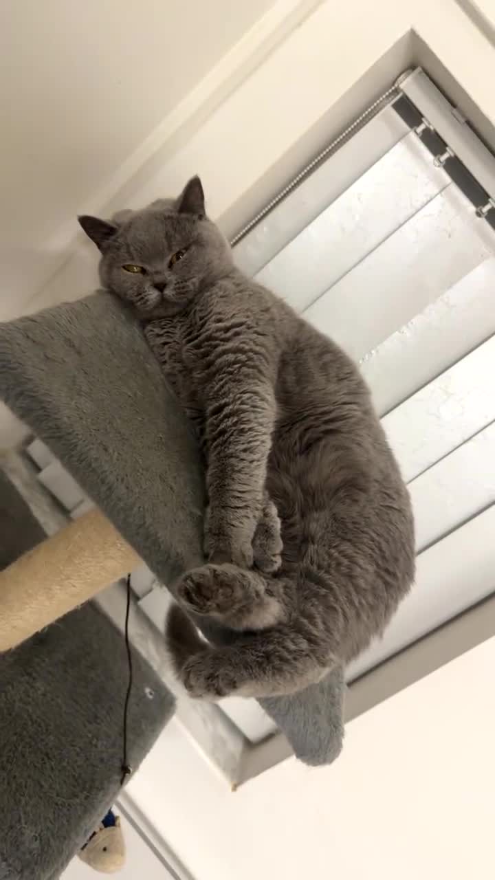 British Shorthair cats for sale: Beautiful British Shorthair - Video 2