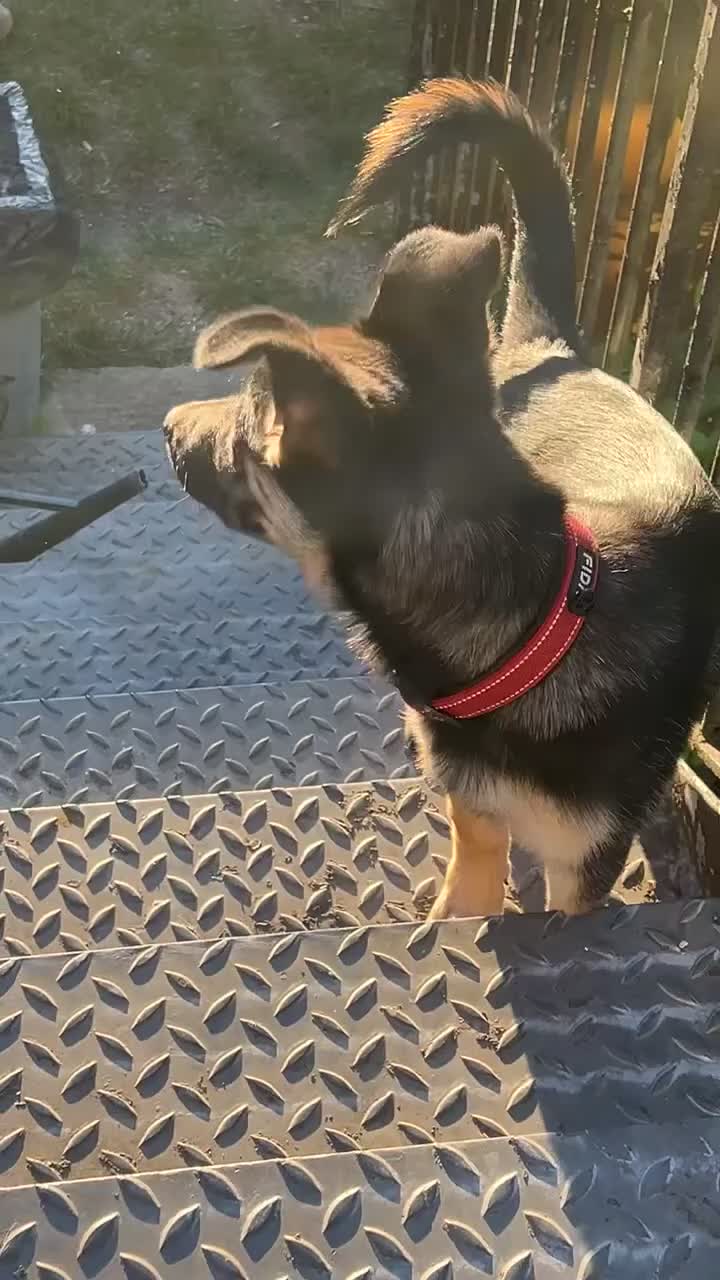 Mixed Breed dogs for sale:     Texas - 6 Month Old Puppy - Video 2
