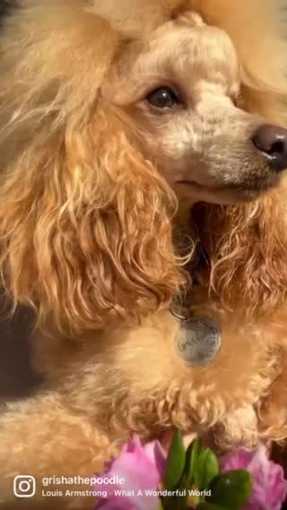 Miniature Poodle dogs for stud: 🇷🇺extensively health tested Russian import🇷🇺 - Video 1