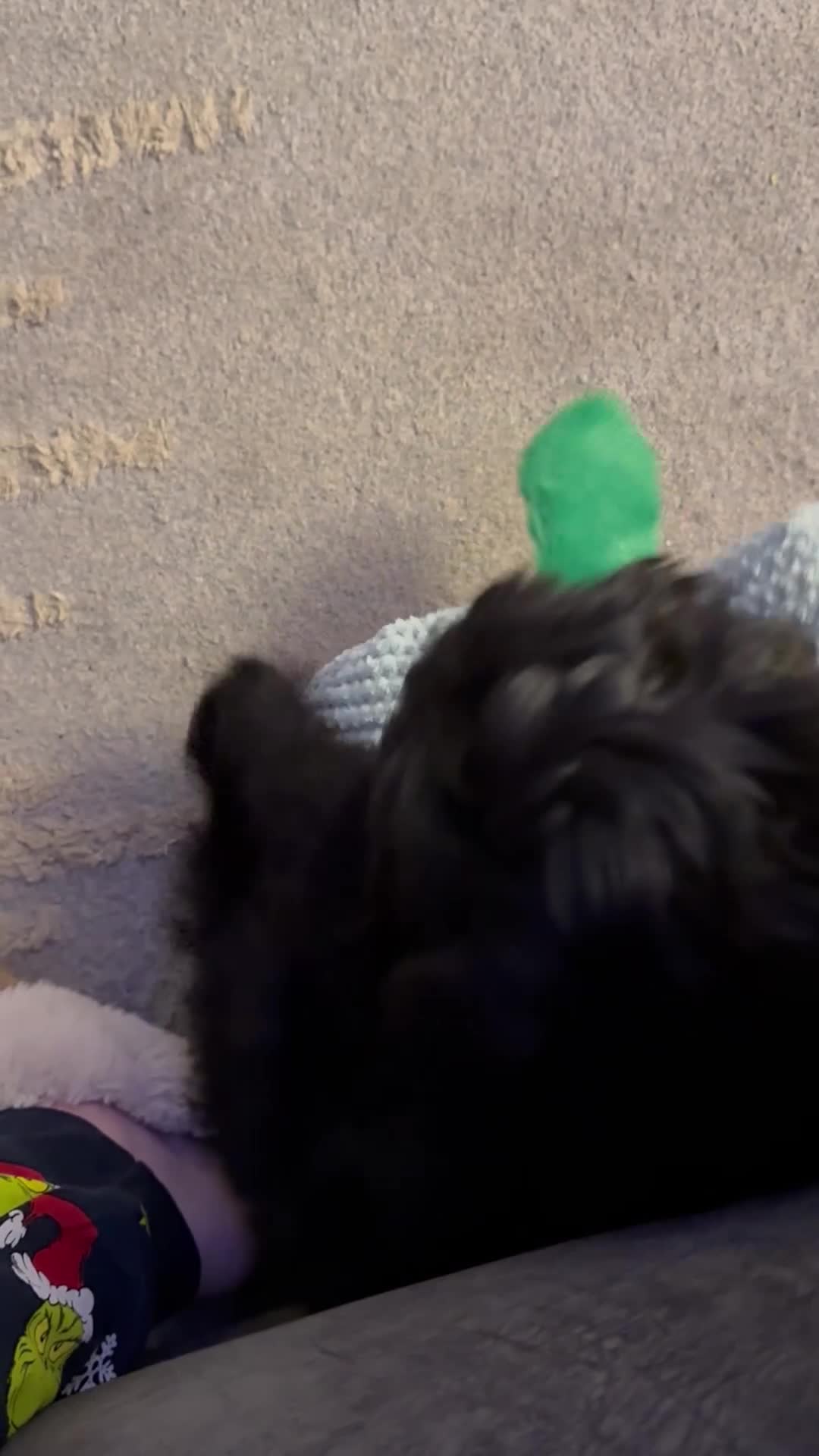 Cockapoo dogs for sale: Cockapoo - Video 1