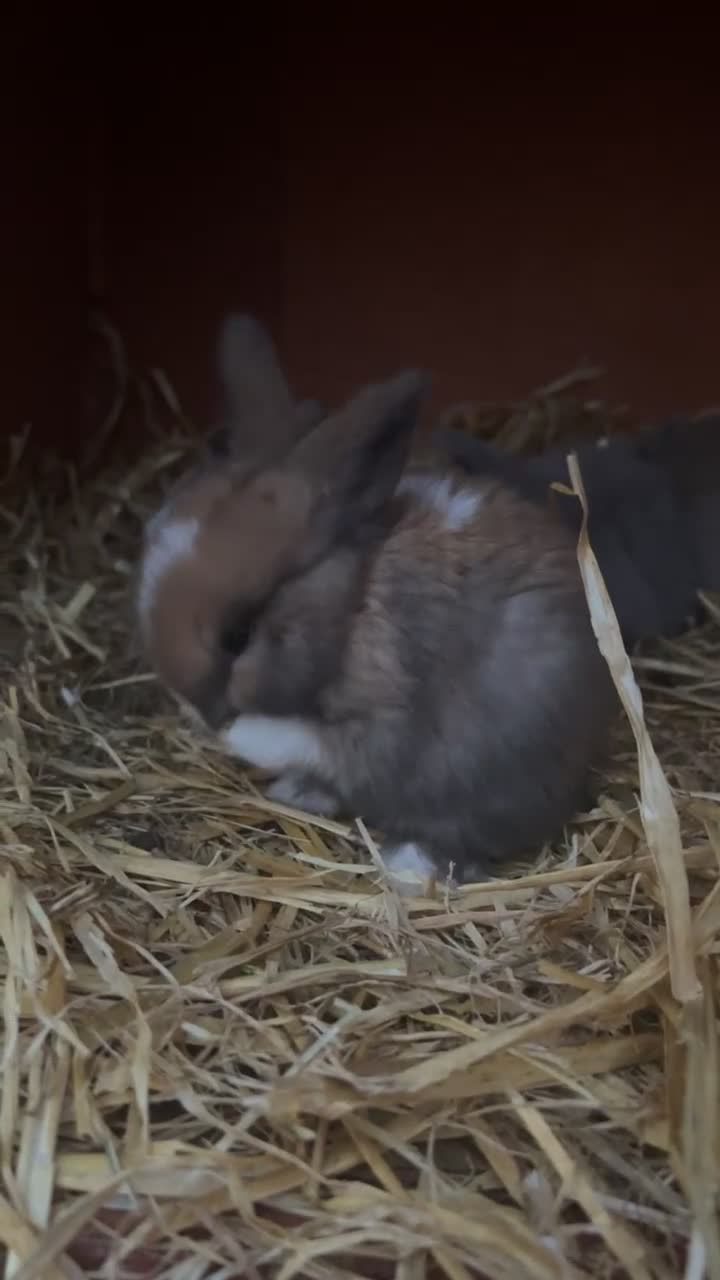 Mini Lion Lop rabbits for sale: 4 Lion Lop Kits for sale - Ready 4th November  - Video 2