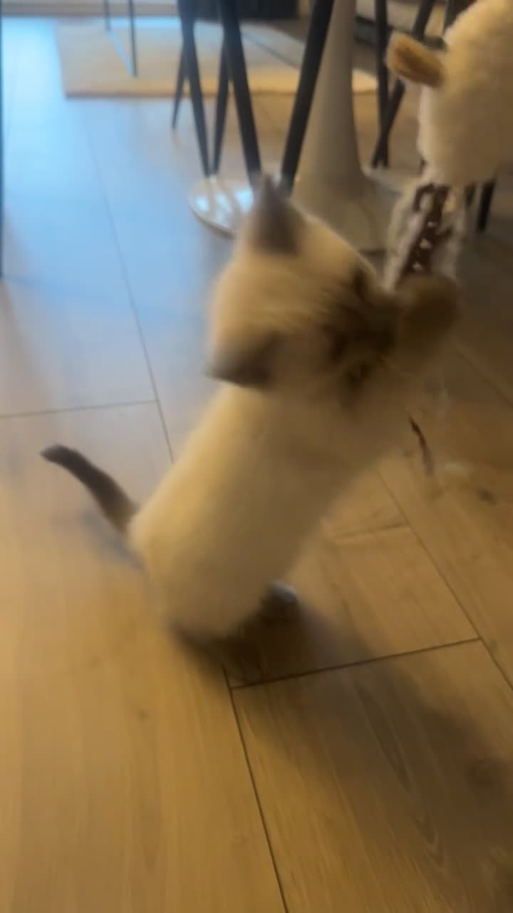 Ragdoll cats for sale: Ragdoll mix  - Video 1