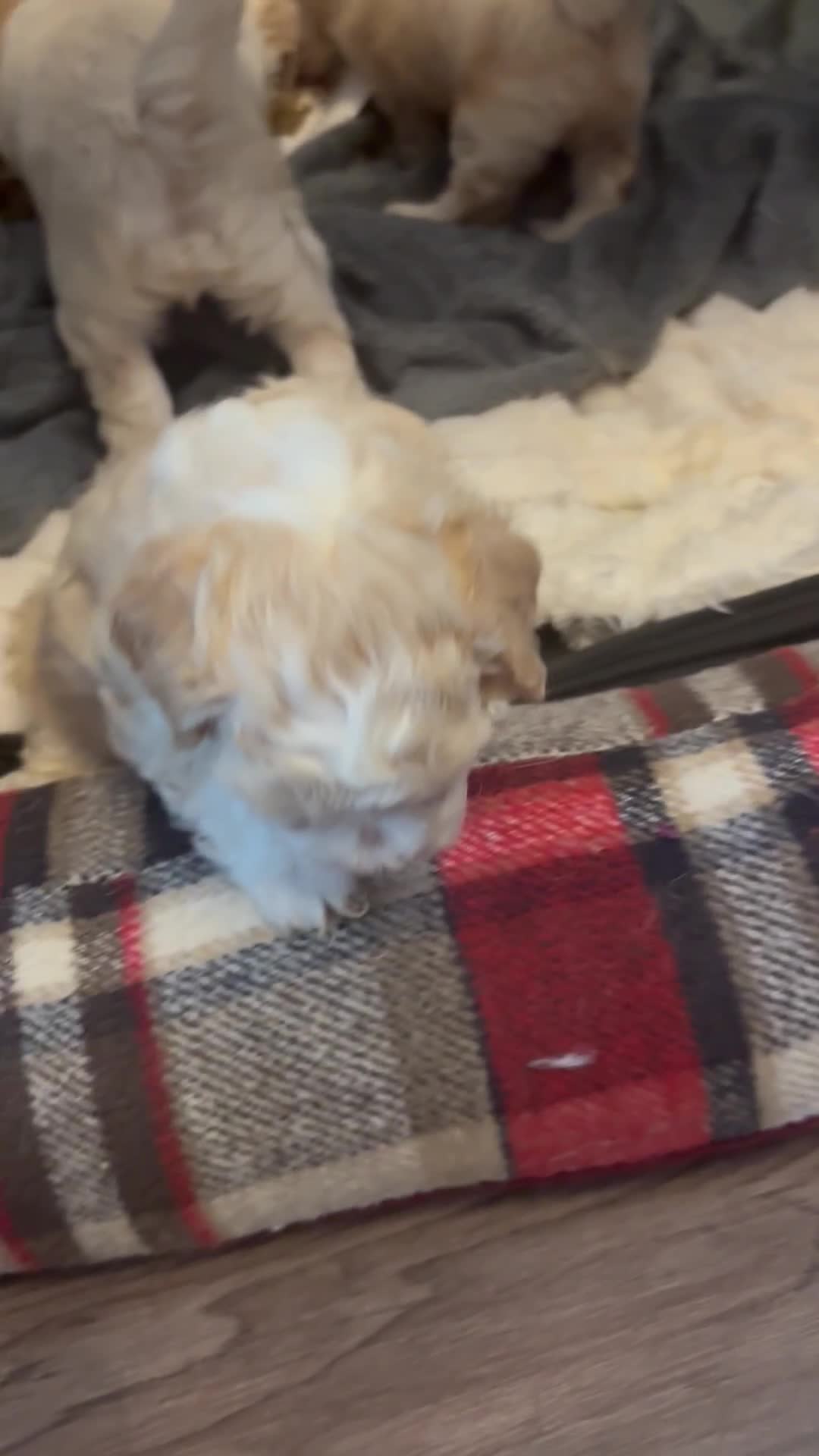 Lhasapoo dogs for sale: Lhasapoo puppies - Video 1