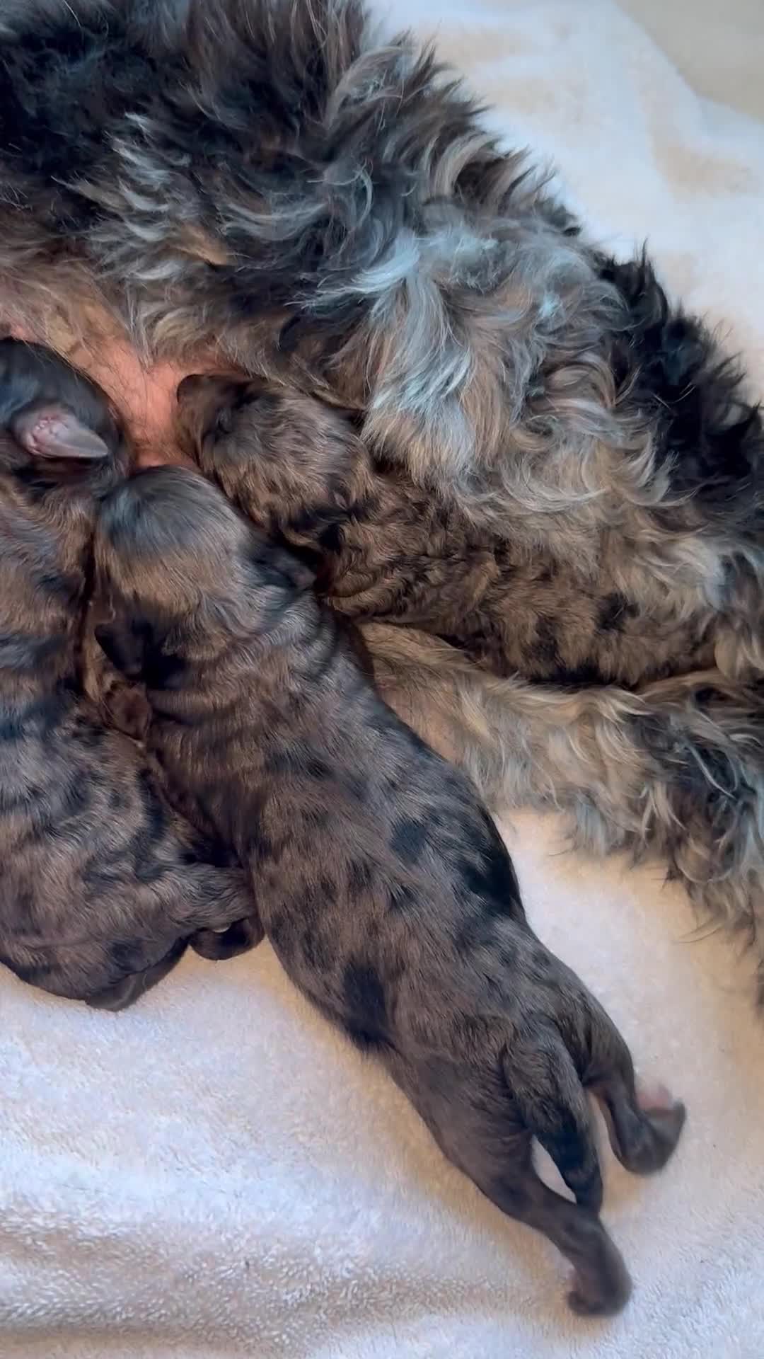 Cockapoo dogs for sale: Cockerpoo FB1 ready to leave  **  Eve  - Video 1