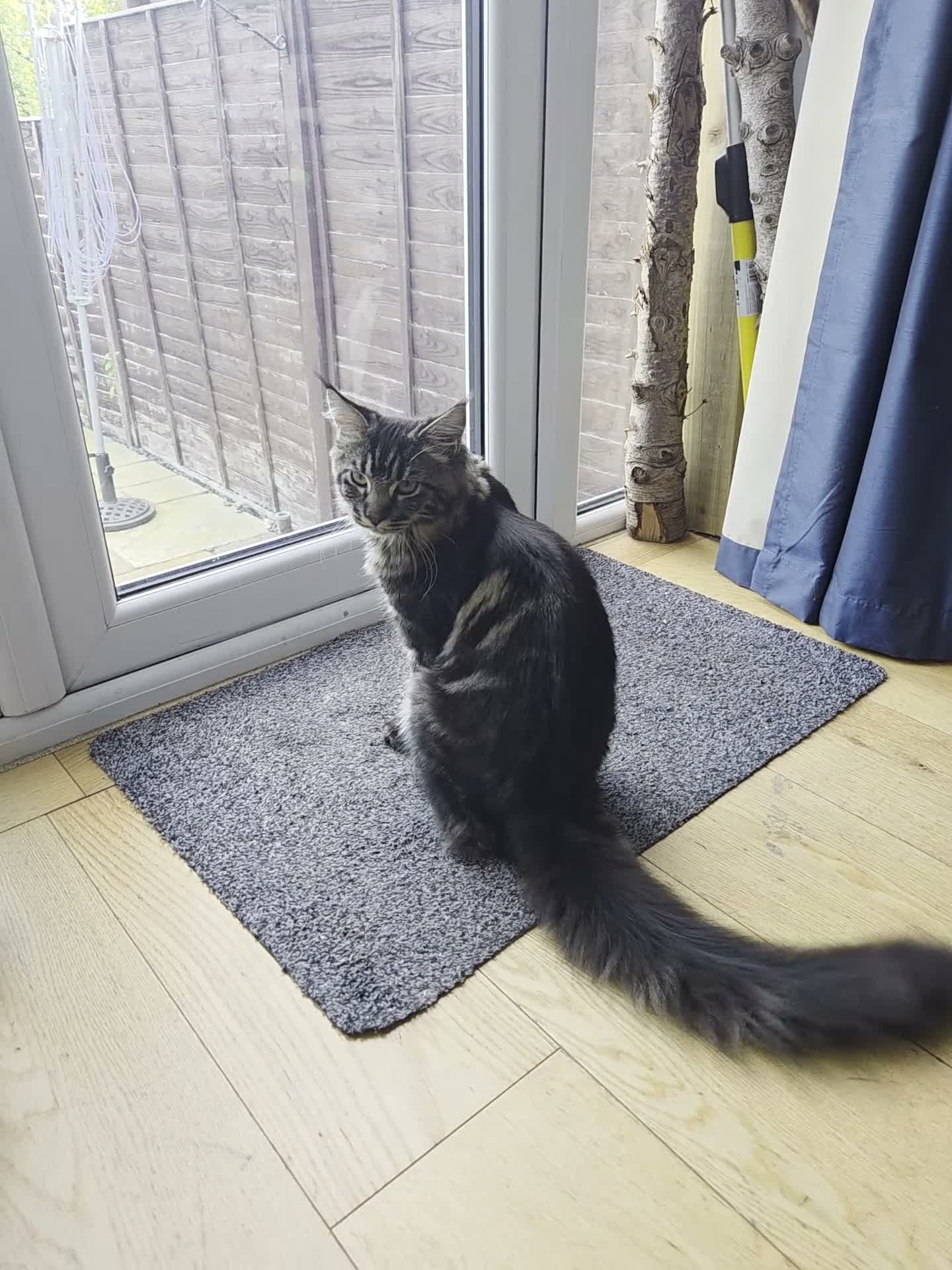 Maine Coon cats for sale: 2 Beautiful kittens looking for a loving family - Video 3