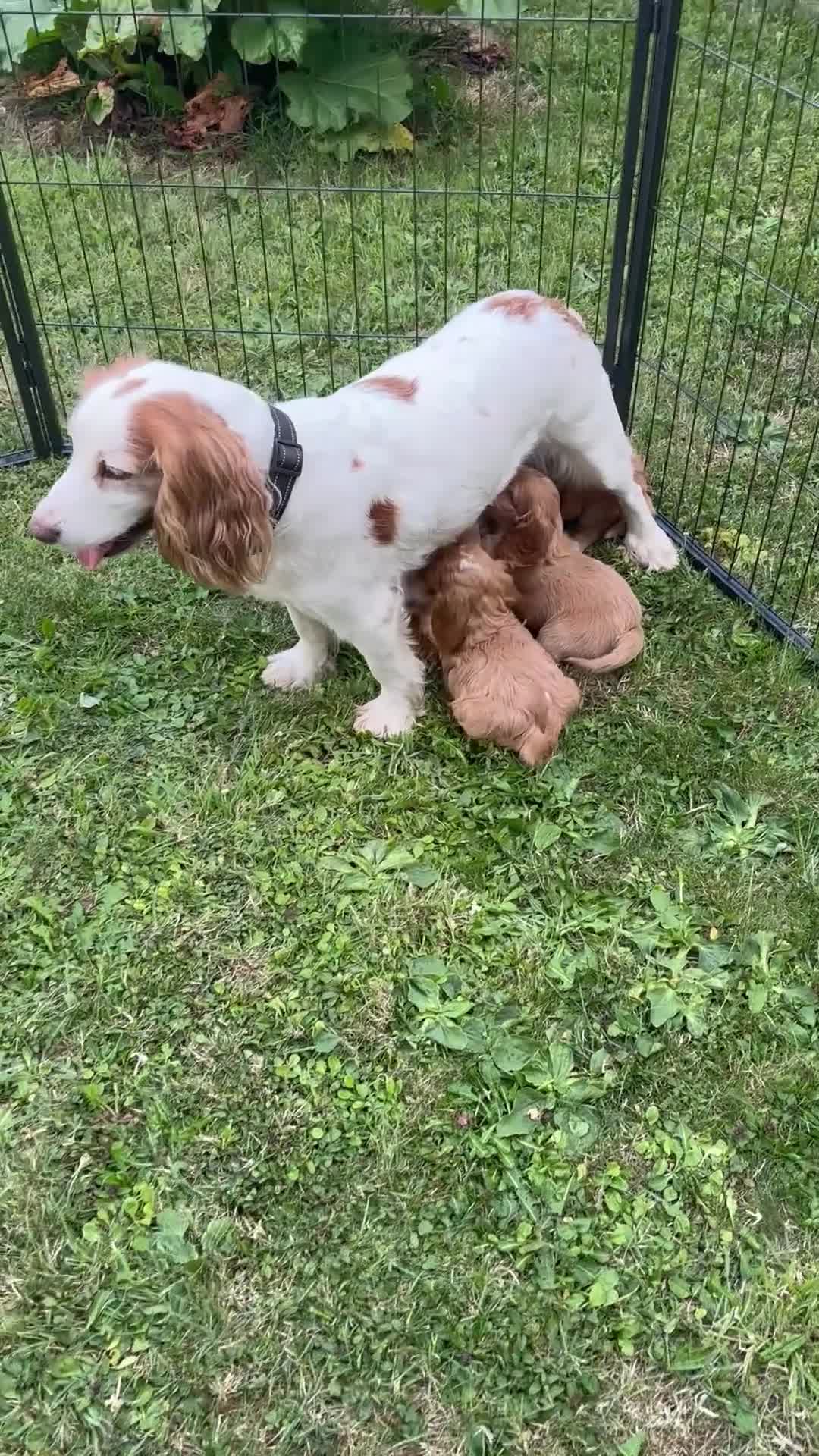 Cockapoo dogs for sale: Beautiful cockapoos - Video 2
