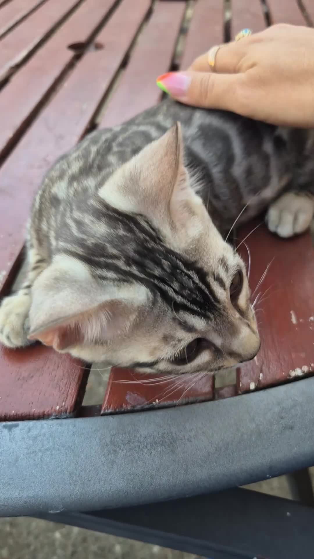 Bengal cats for sale: TICA Registered Bengal Kittens – Ready to Reserve - Video 2