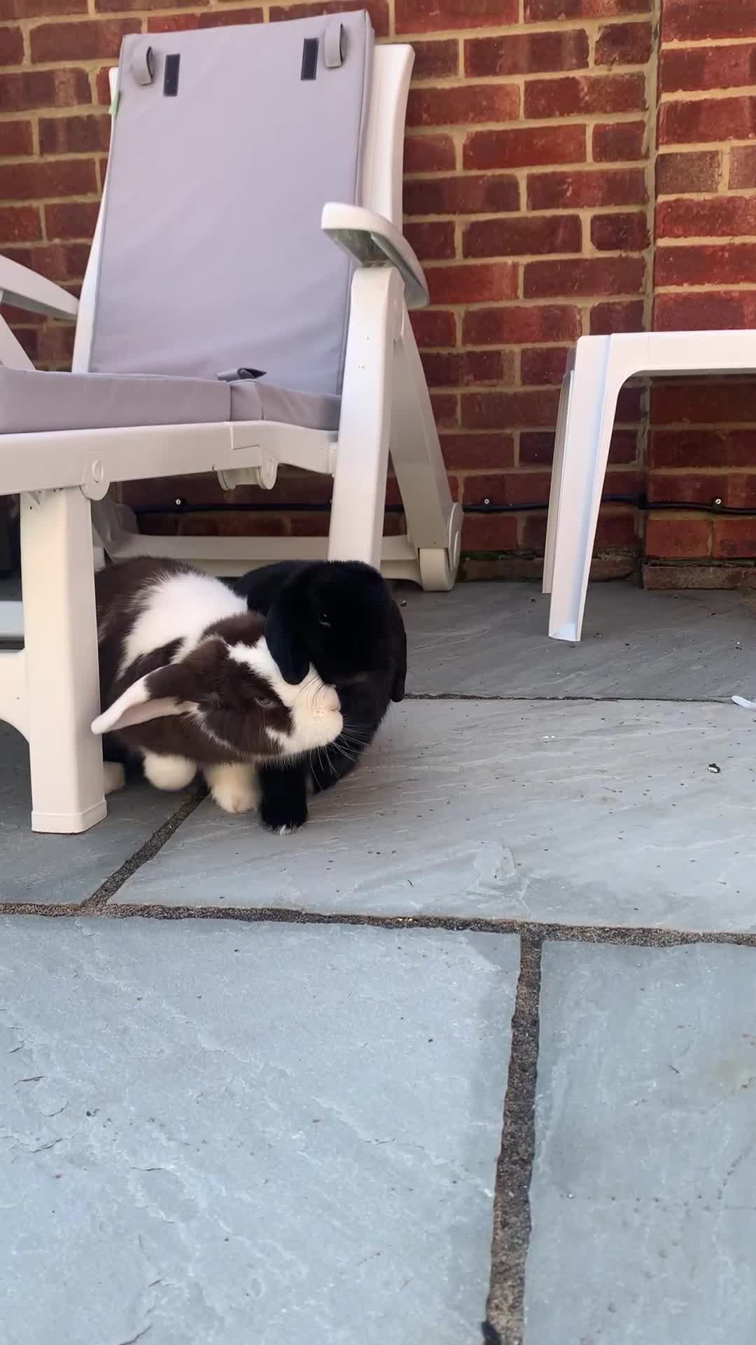 Mini Lop rabbits for sale: Male and female mini lops - Video 1