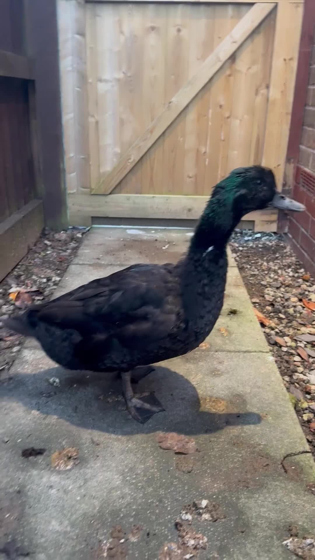 Ducks poultry for sale: Cayuga Drake - Video 1
