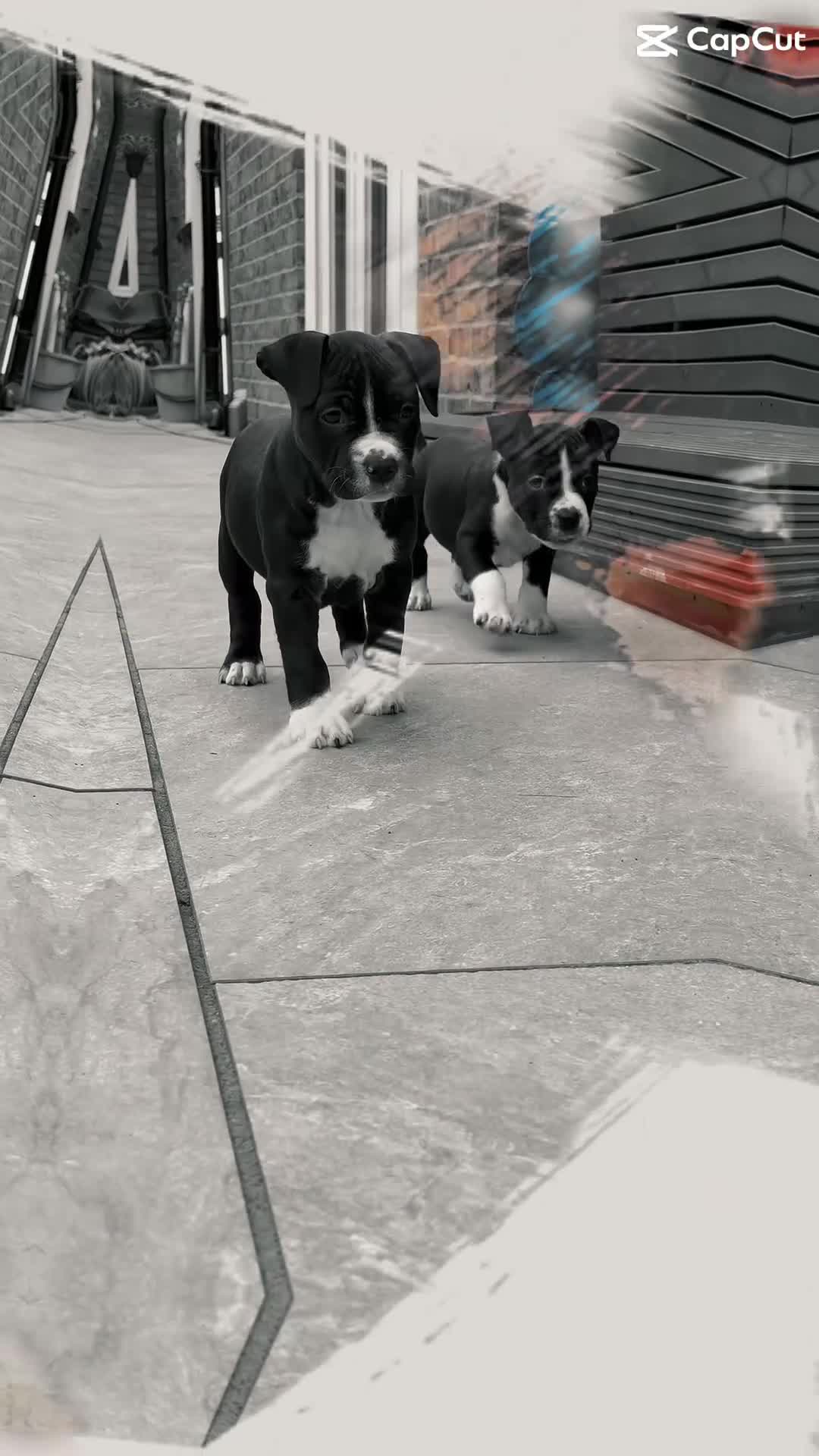 Staffordshire Bull Terrier dogs for sale: Staffordshire Bull Terrier Puppies🎀 🐶 - Video 1