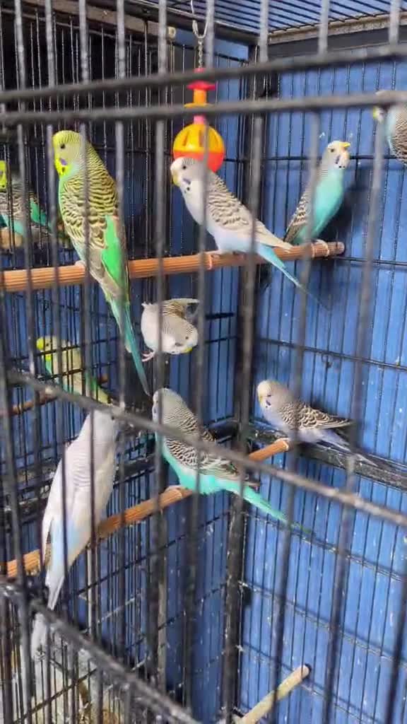 Budgerigars birds for sale: Clearbody colour budgierigar(minis) for sale. - Video 1