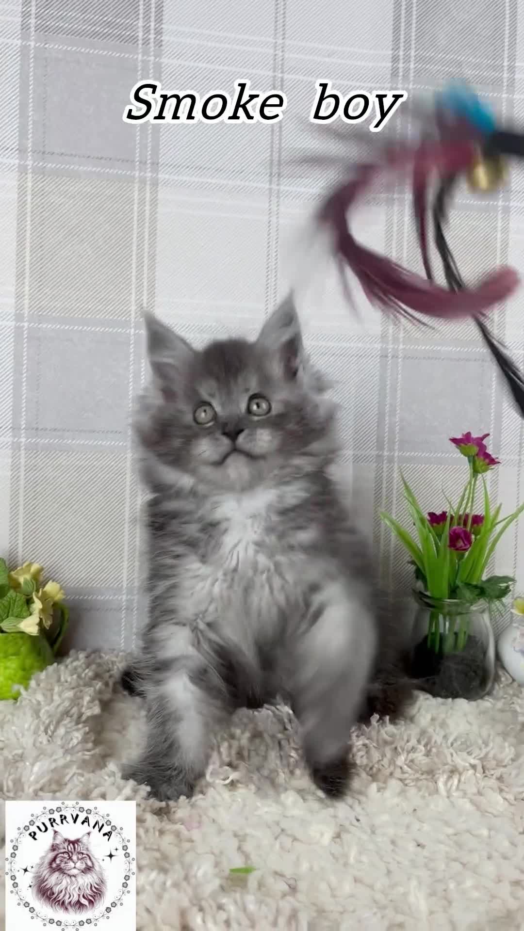 Maine Coon cats for sale: Stunning Maine coon kittens TICA registration - Video 2
