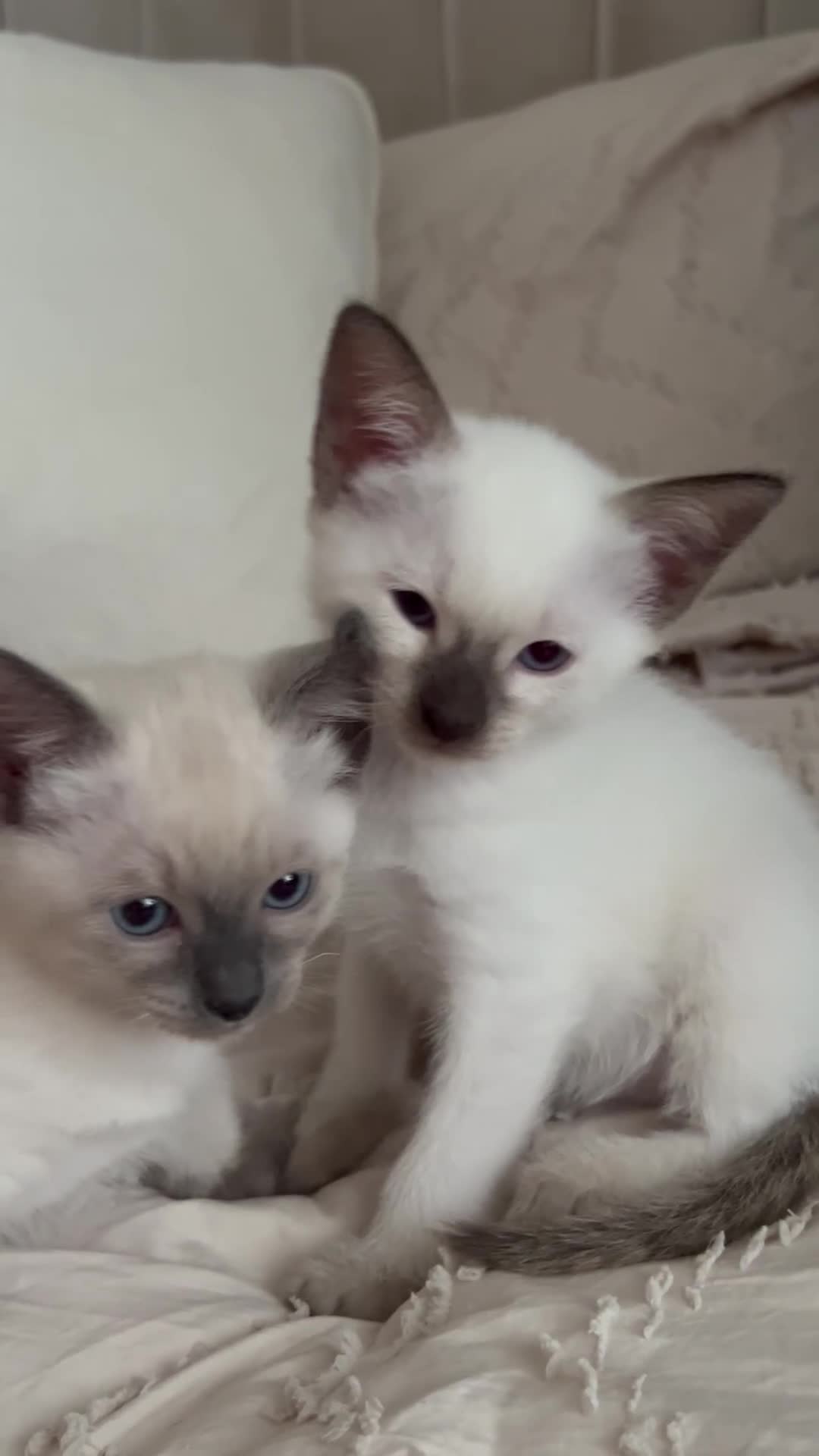 Siamese cats for sale: 2x Beautiful Pedigree Siamese Female Kittens - Video 1