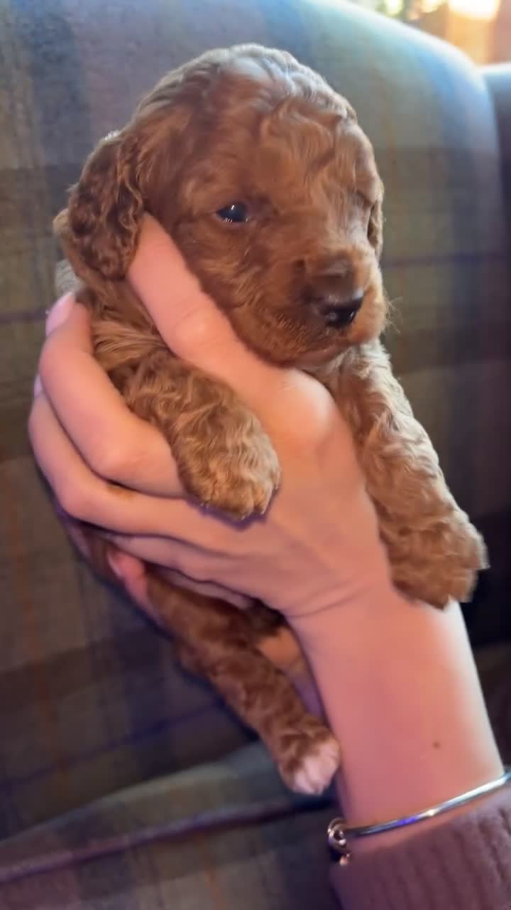 Cockapoo dogs for sale: Beautiful F1B cockapoo puppy’s in Bristol - Video 4