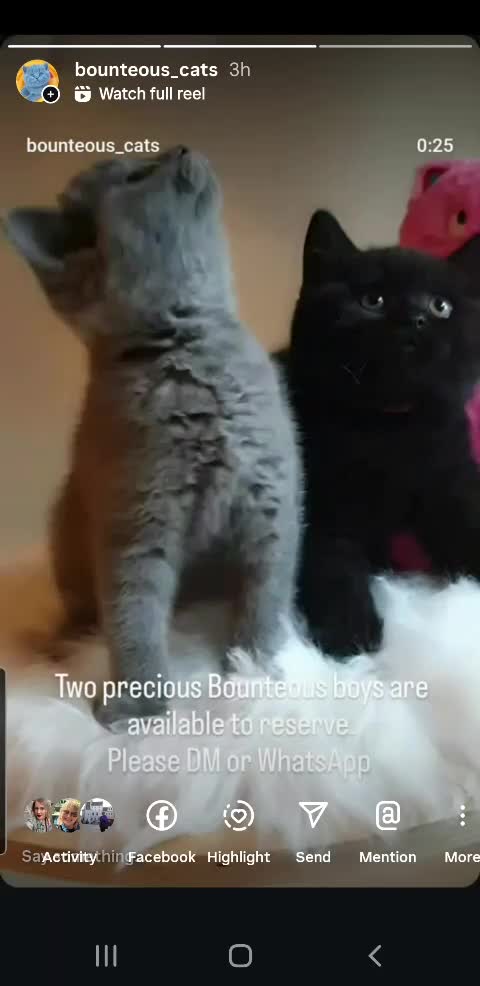 British Shorthair cats for sale: Exceptional Pedigree BSH Kittens  - Video 1