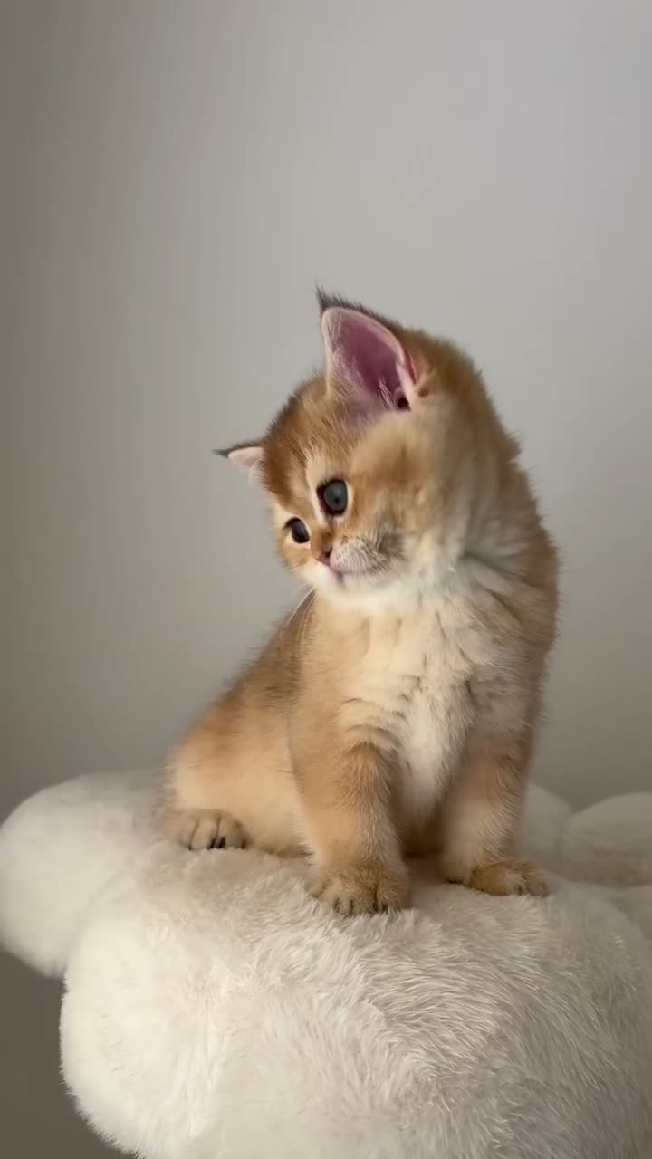British Shorthair cats for sale: Beautiful Golden Chinchilla BSH Ny12 & Ny25 Girl - Video 2