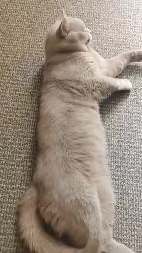 British Shorthair cats for stud: LILAC BOY GCCF Registered ready for Stud service  in Leigh - Video 2