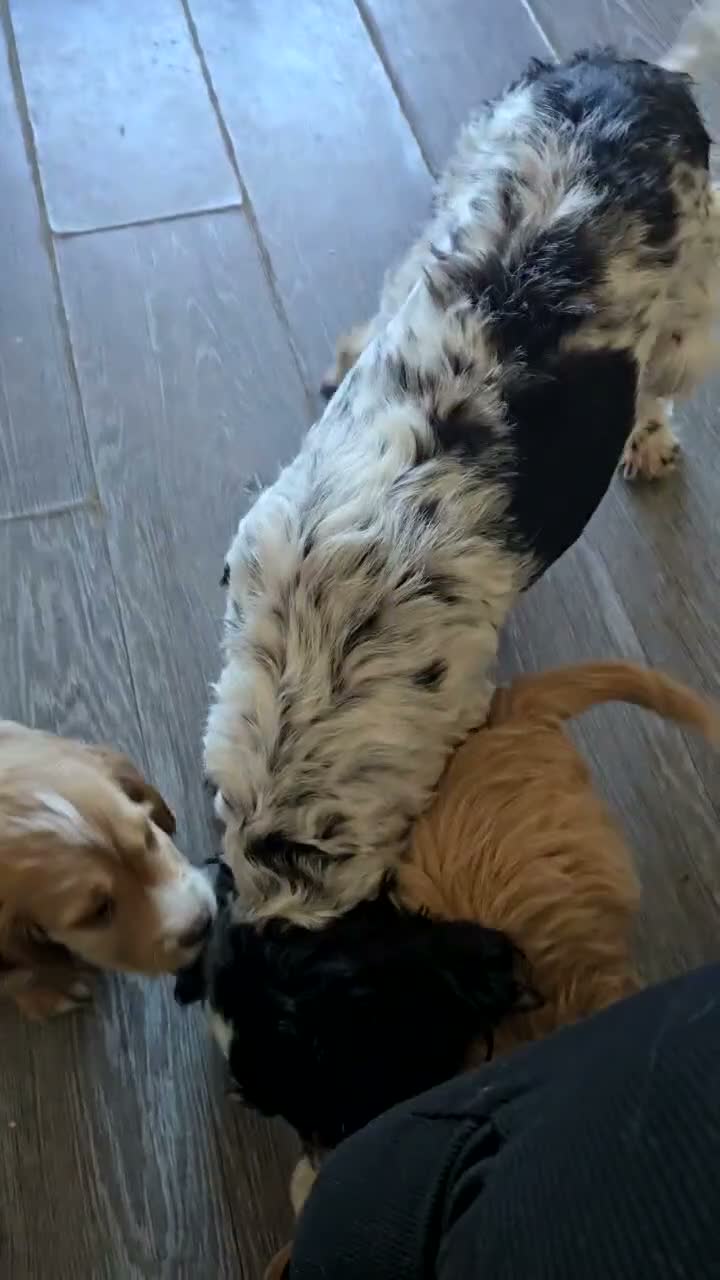 Cockapoo dogs for sale: 2 cockapoos boy and girl - Video 3