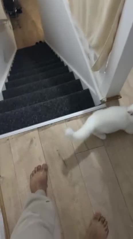 Domestic Shorthair cats for sale: Male Kitten Domestic Shorthair - Video 2