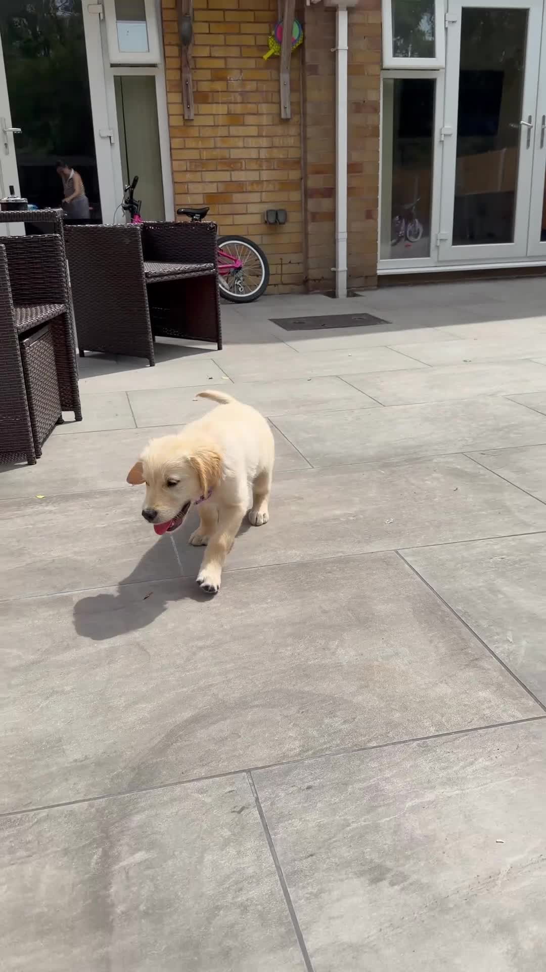 Golden Retriever dogs for sale: KC Registered Golden Retriever Boy ✨ - Video 1