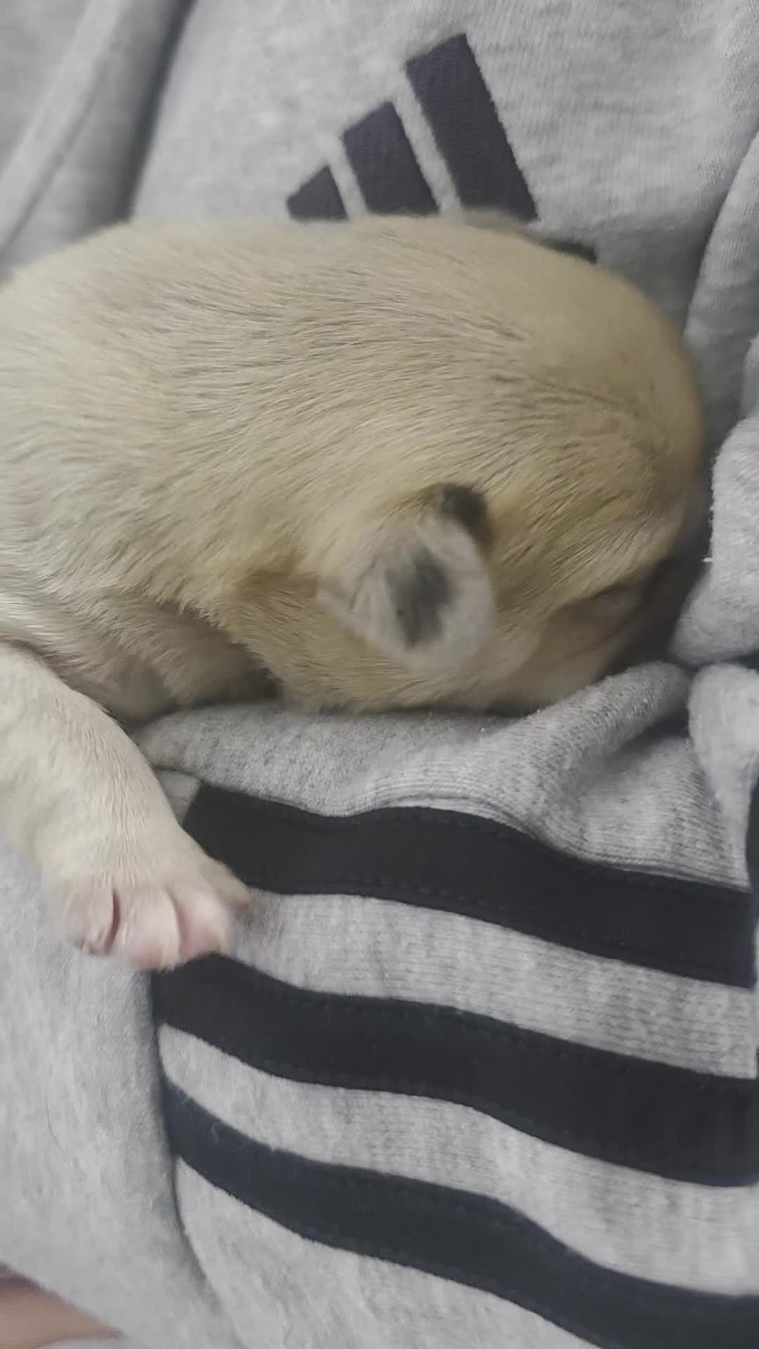 Mixed Breed dogs for sale: French Bull Tzu. 5 weeks old  - Video 5