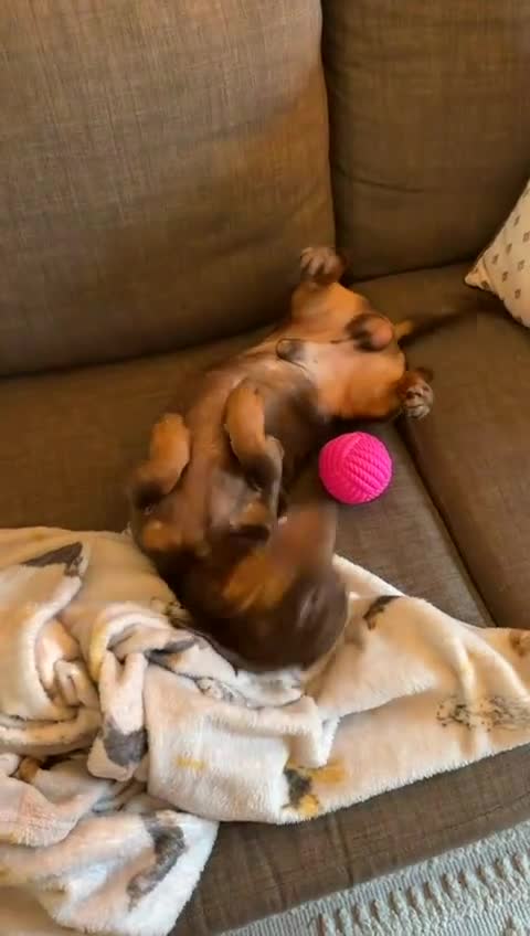 Miniature Dachshund dogs for stud: True miniature Dachshund  - Video 1