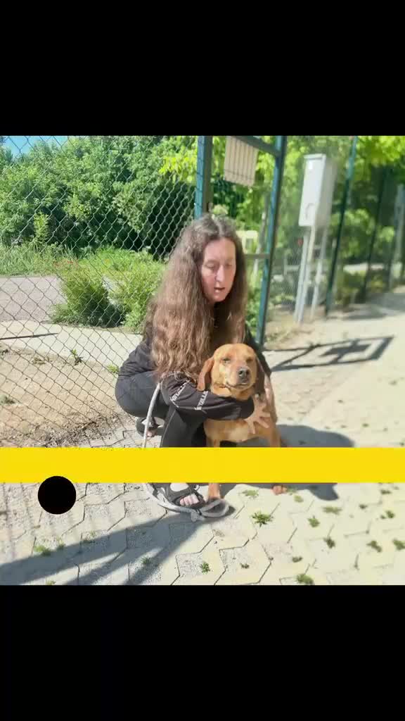 Mixed Breed dogs for adoption: Beanie Boy, 3-4 yrs old. Available for adoption. - Video 1