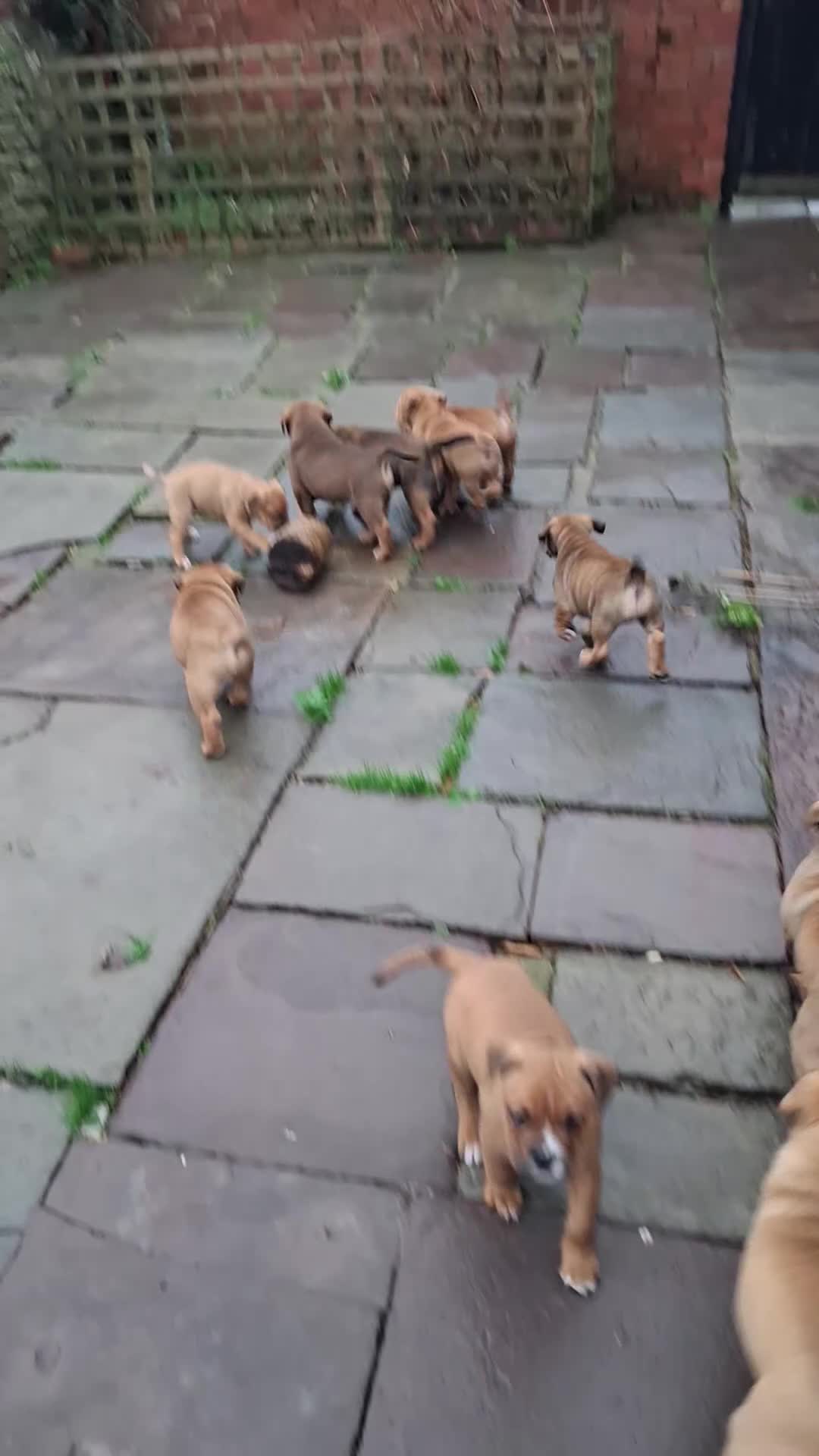 Mixed Breed dogs for sale: Beautiful chunky pups  - Video 1