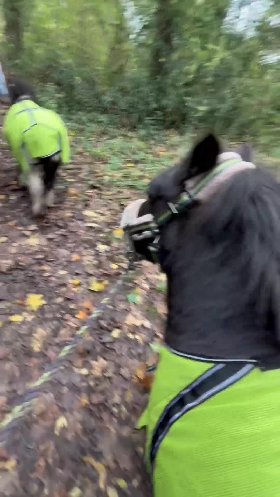 Shetland pony horses for sale: Registered Piebald miniature Shetland gelding  - Video 1