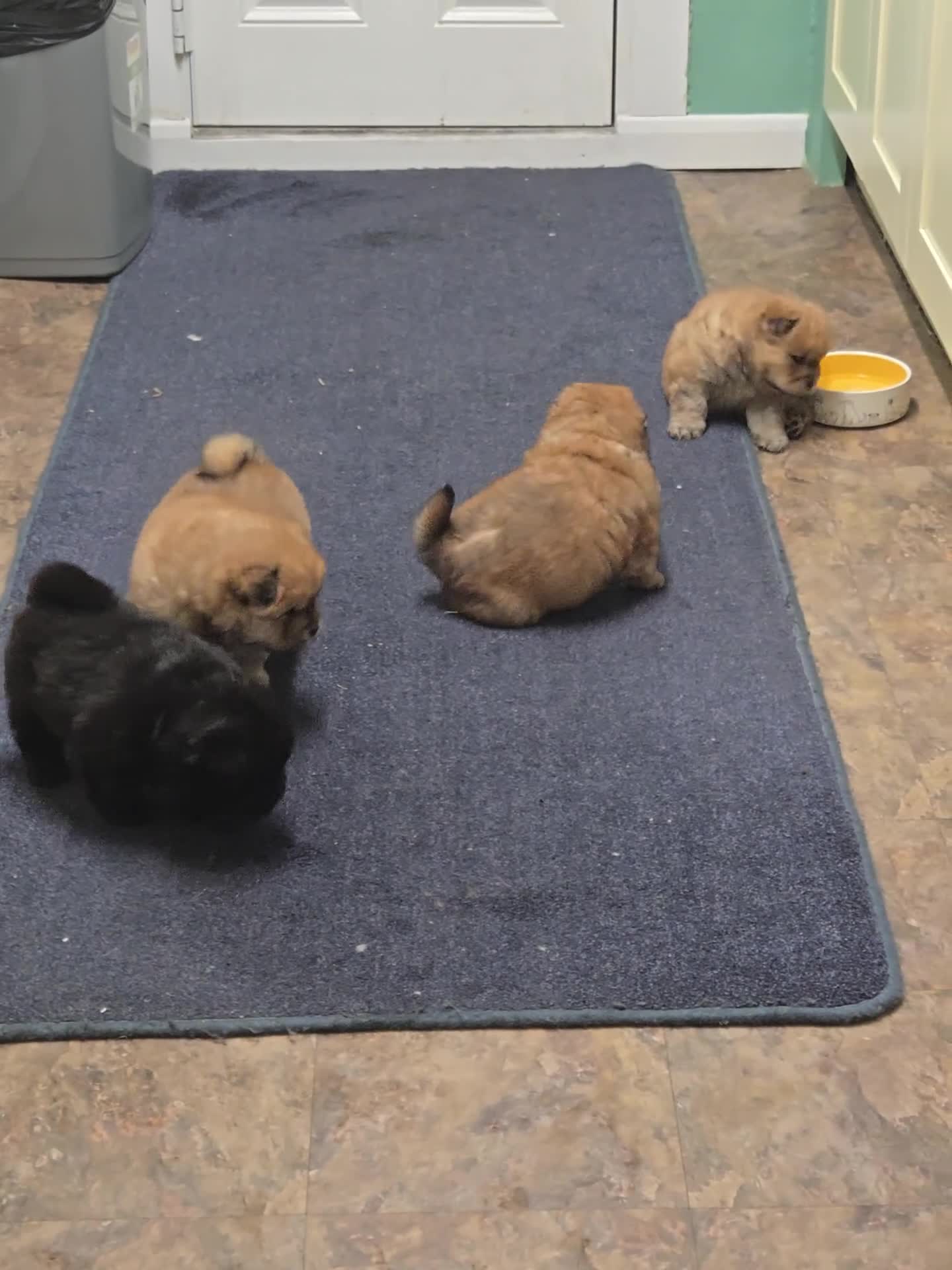 Chow Chow dogs for sale: Chow chow puppies - Video 2