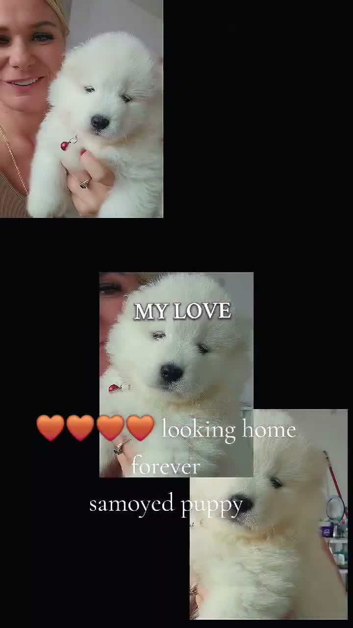 Samoyed dogs for sale: 2 girls puppy in Edinburgh - Video 2