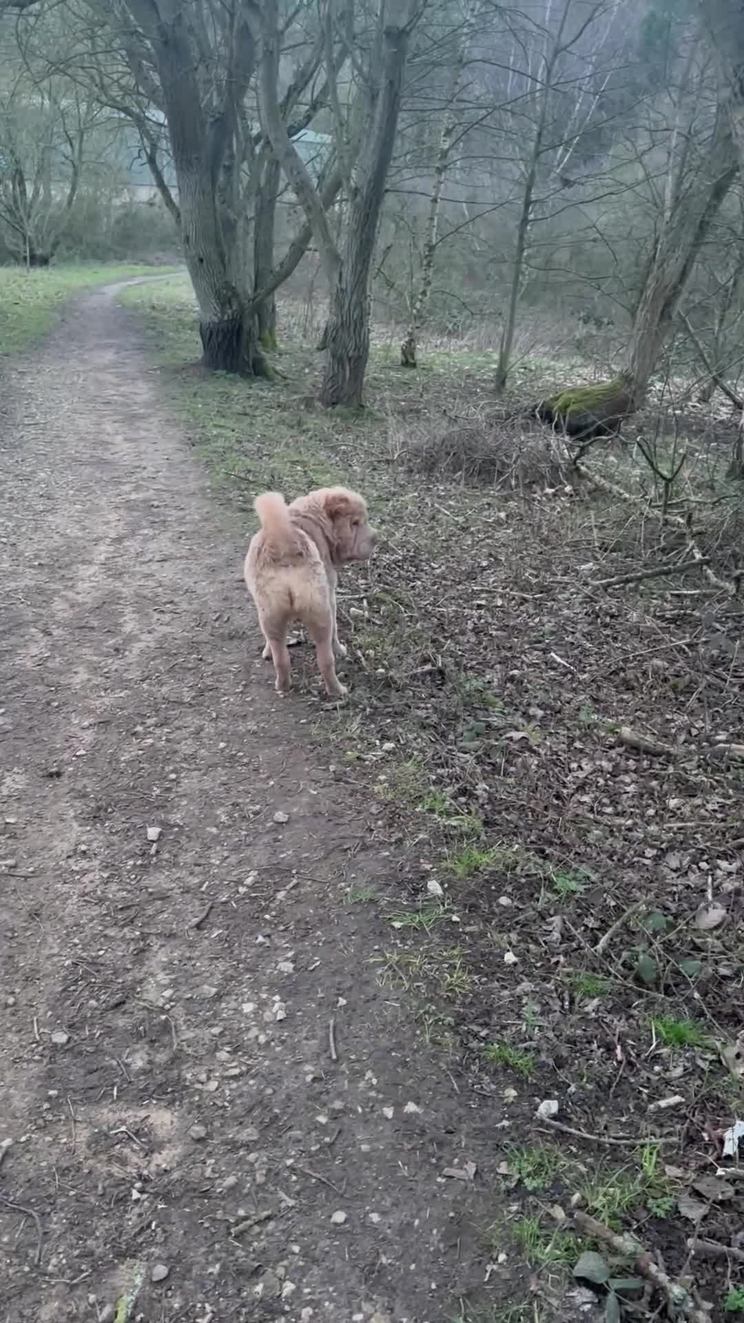 Shar Pei dogs for sale: Top quality cream bear coat girl  - Video 1