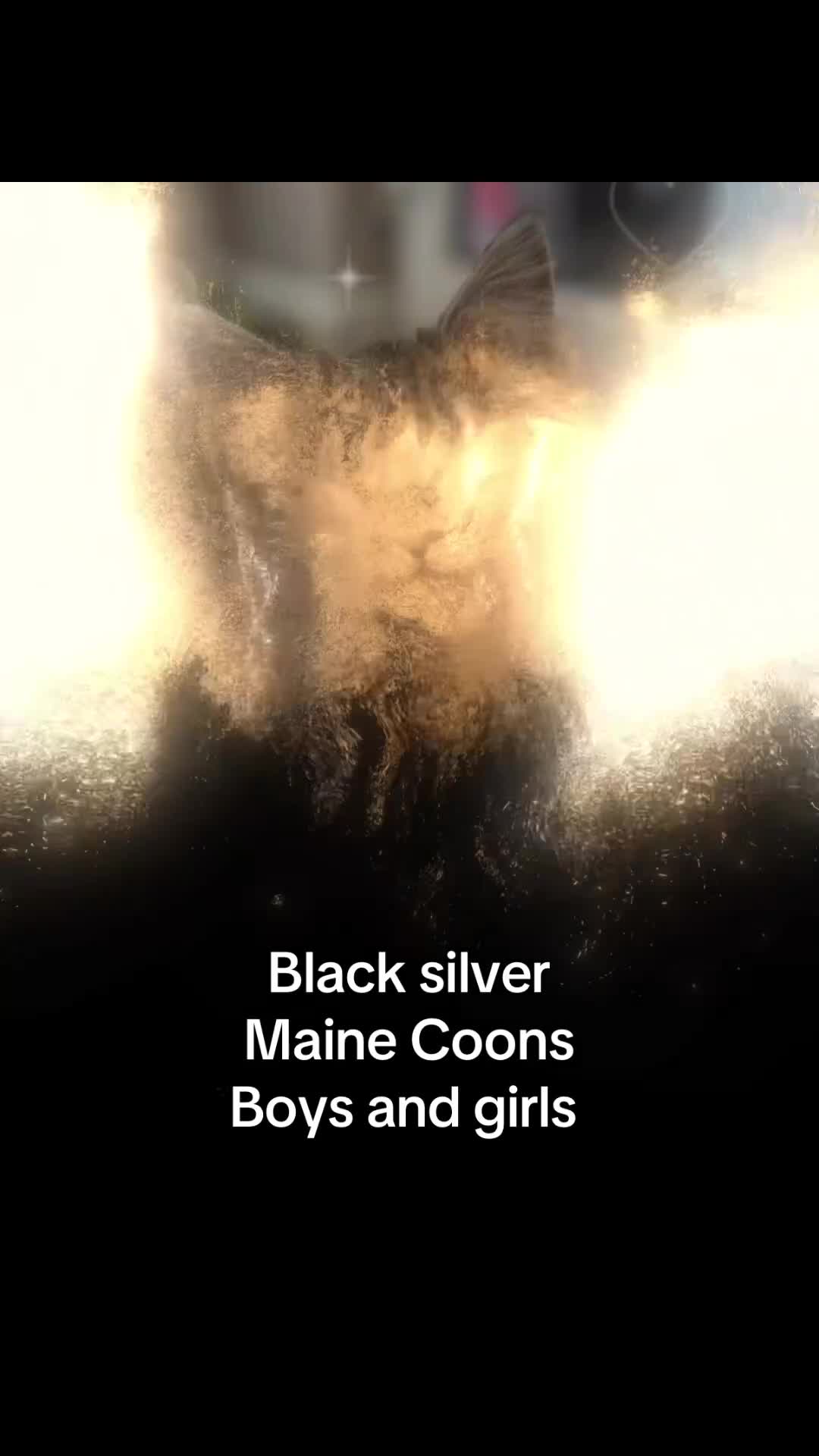 Maine Coon cats for sale: Outstanding pedigree kittens ACTIVE - Video 2