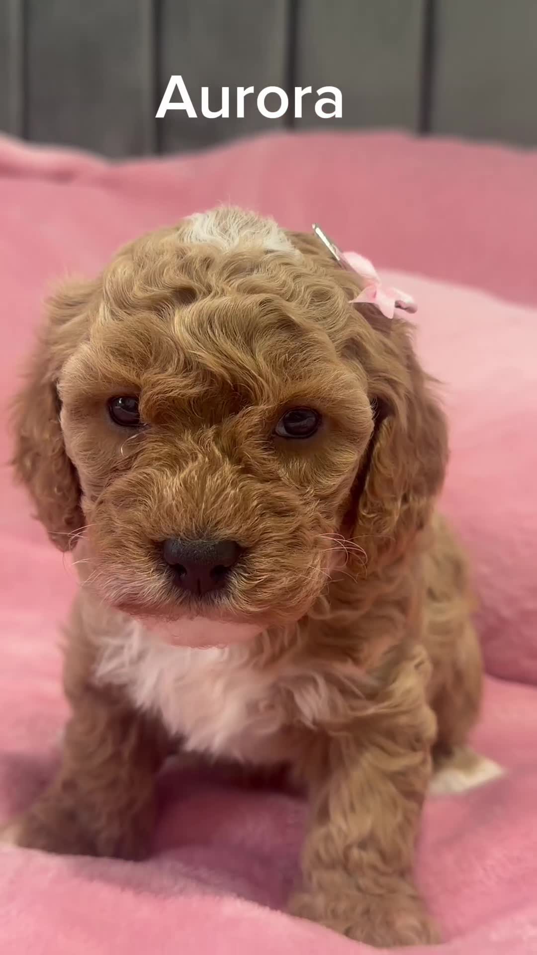 Cavapoochon dogs for sale: Adorable Cavapochoon Puppies - Video 1
